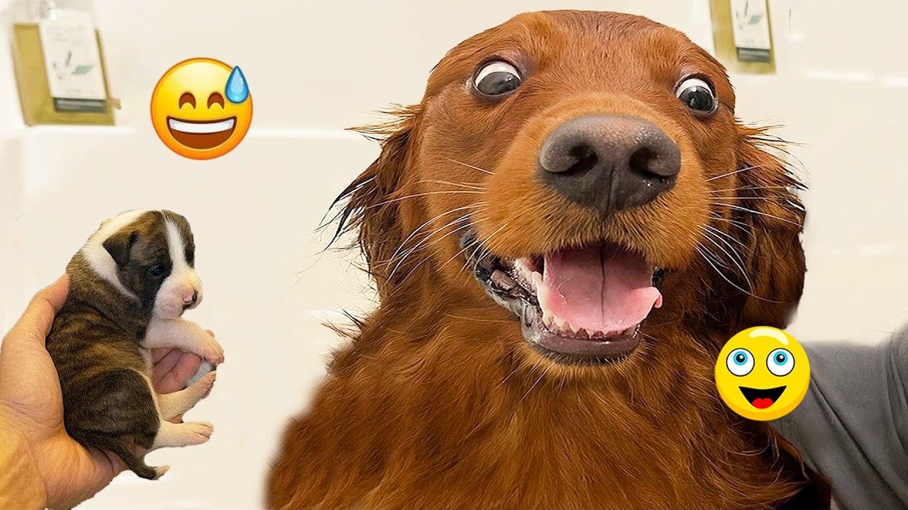 You Will Laugh Nonstop 😂🐶 Funniest Dogs on the Internet 2026! #4