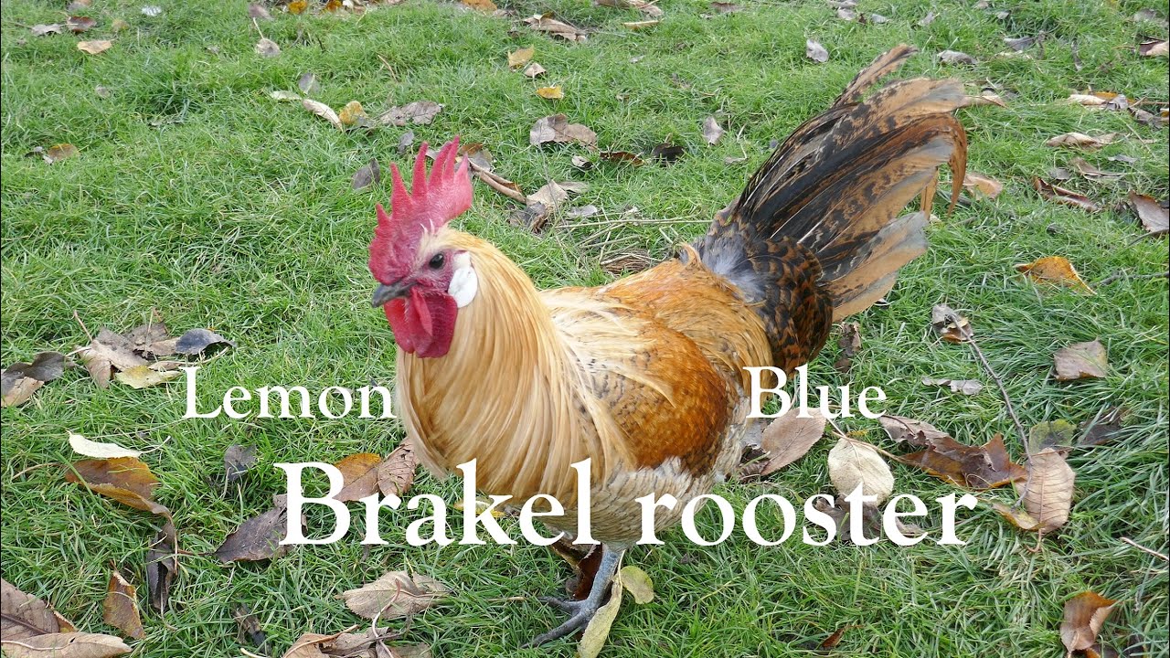 Brakel roosters in an Autumn scenery