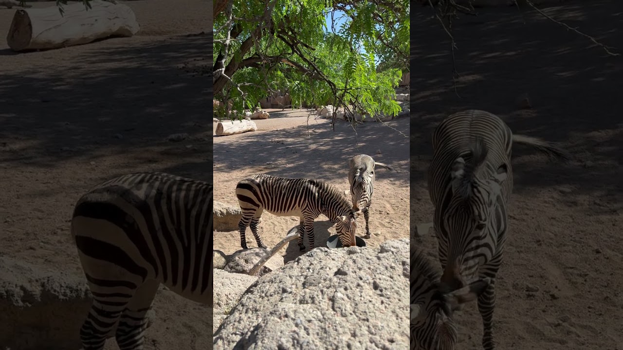 Zebras having lunch together #albuquerquezoo #newmexicotravels #nmtrue #ZooAnimals#nmtrue#Zebras