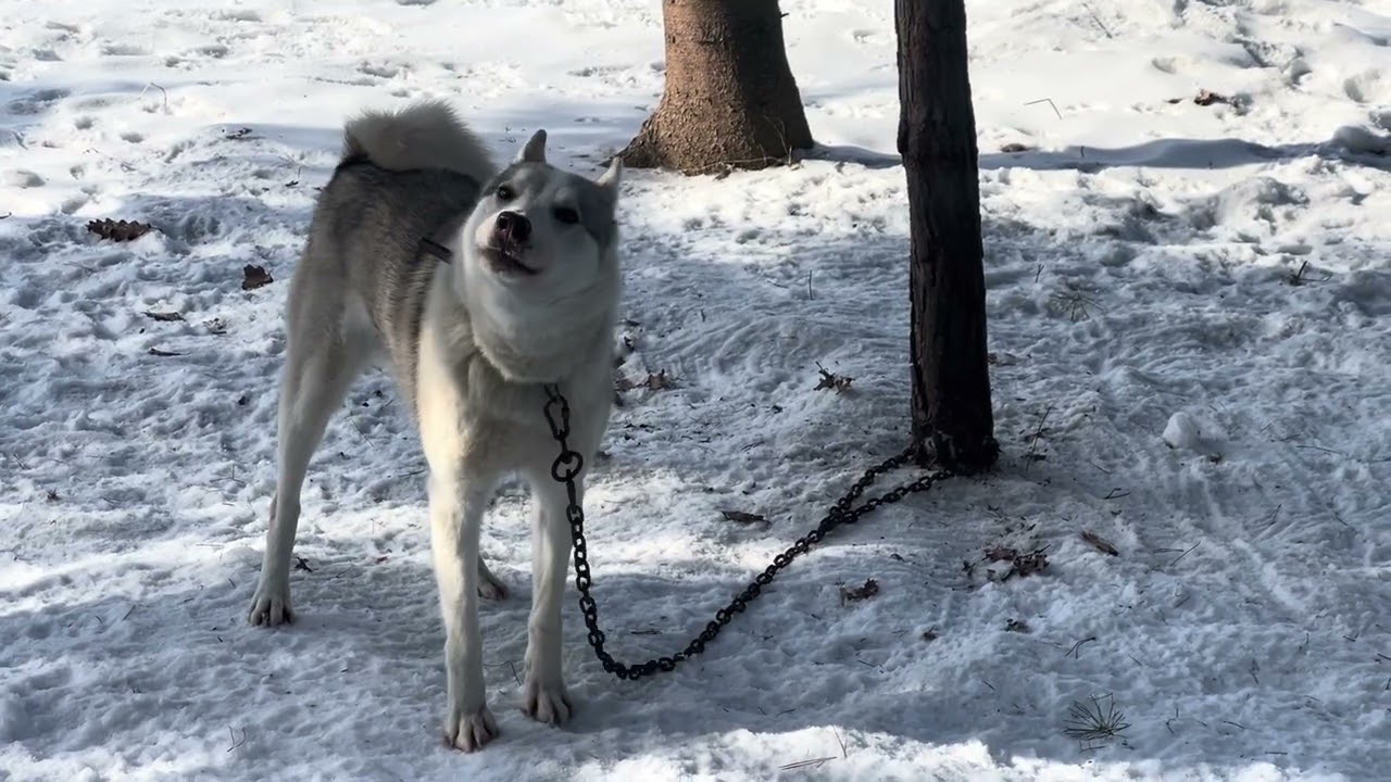 Випробування лайок‼️💪