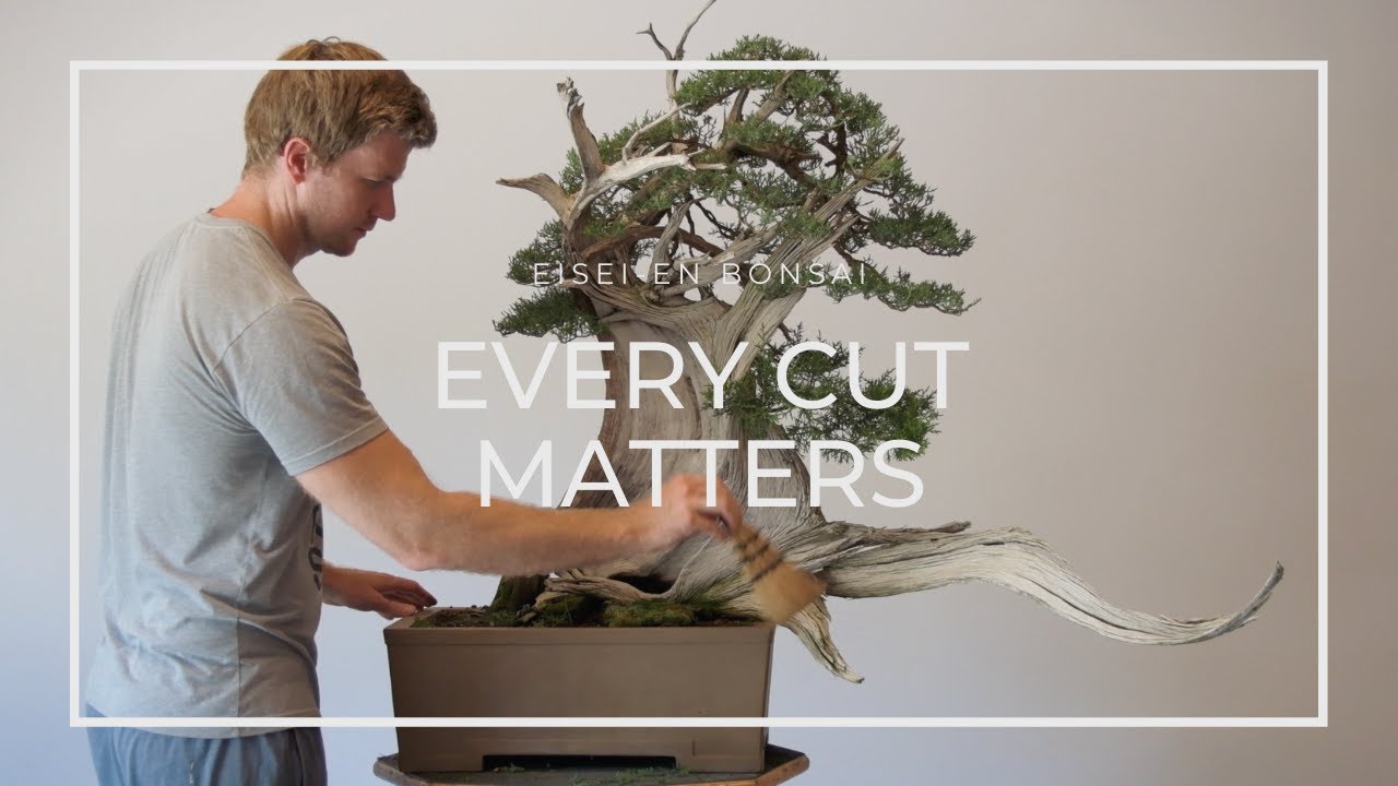Bonsai - Every Cut Matters [4k]
