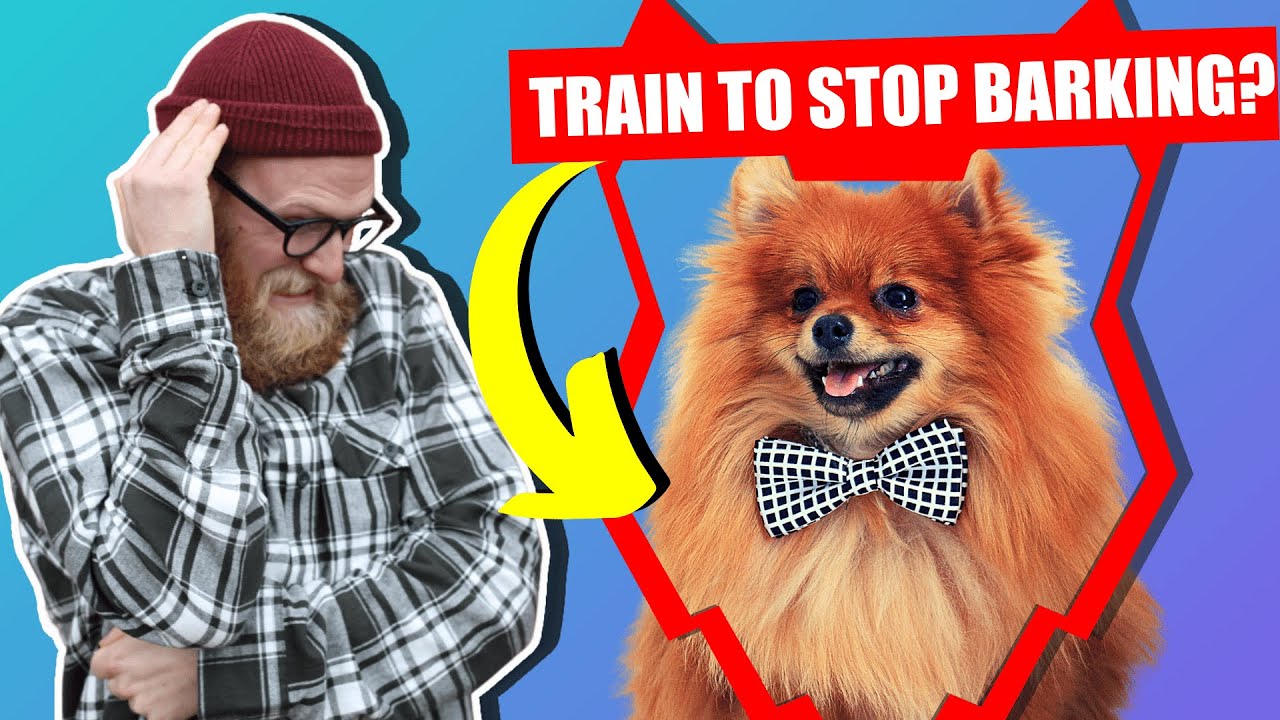 How To Stop Your POMERANIAN Barking