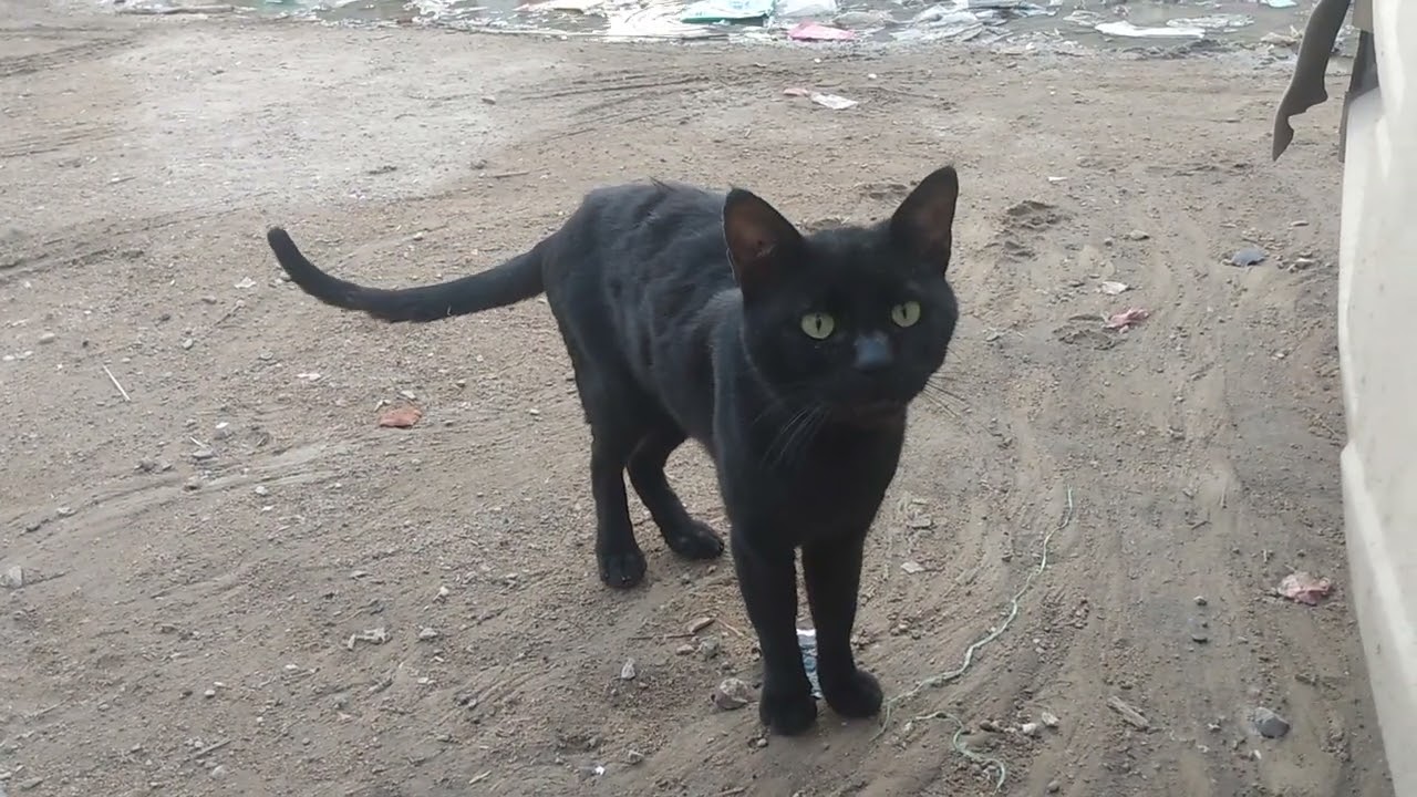 Stray cat #viral cat @livingbeingo