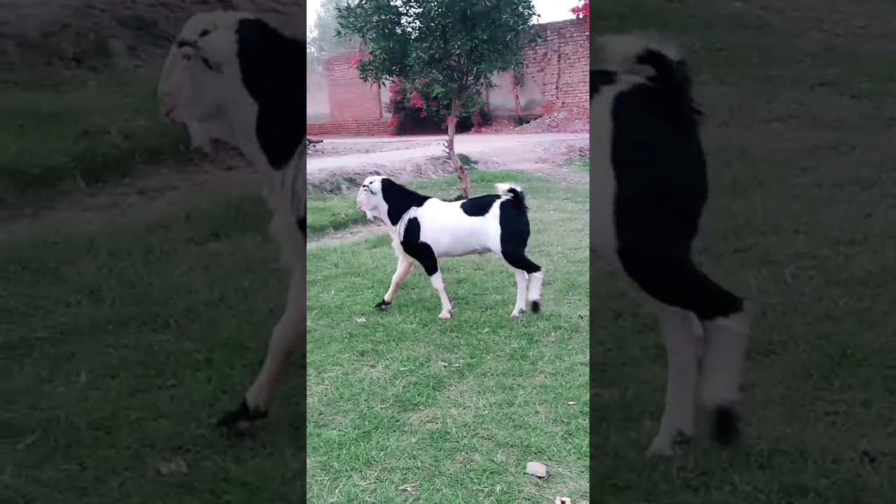 Heavyweight Ablak teddy goat male| #teddygoat #goats #goatfarming #pets #thal #bakra#viralshorts