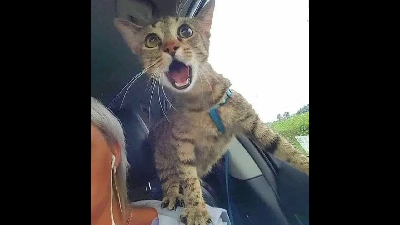 😺 Тормози, я выхожу! 🐈 Видео смешных котов и котят! 😻