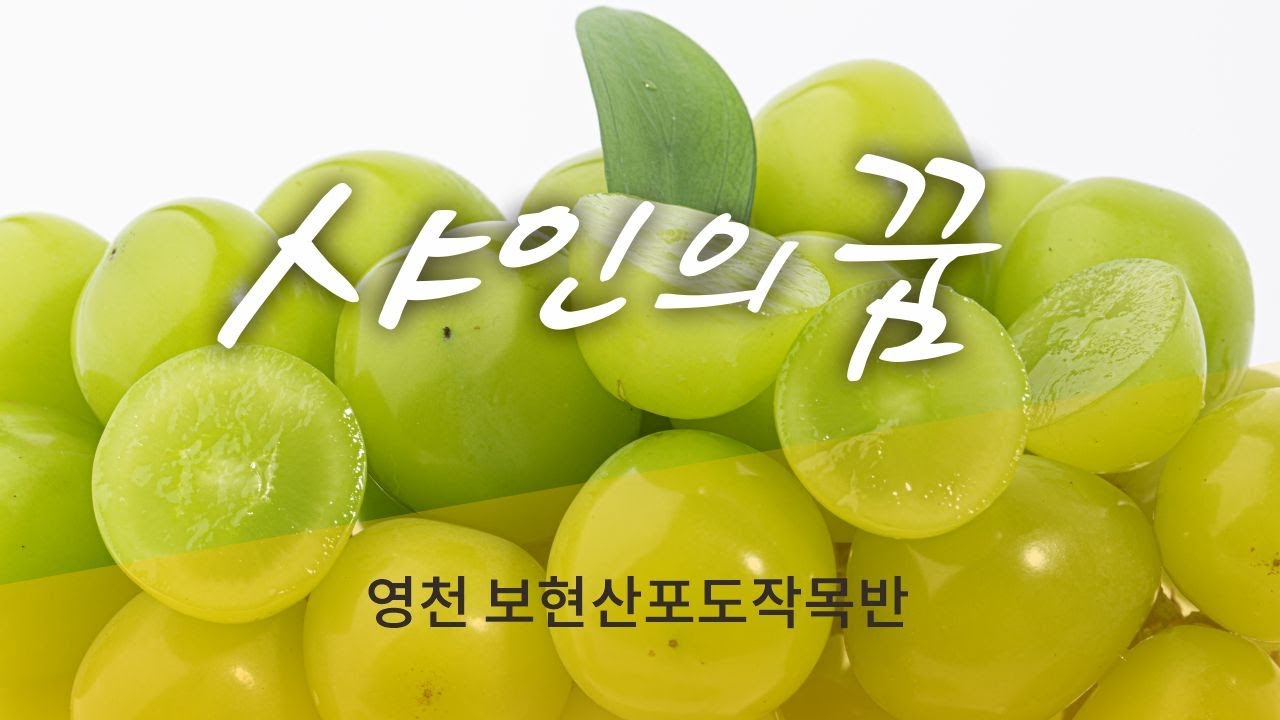 샤인의 꿈