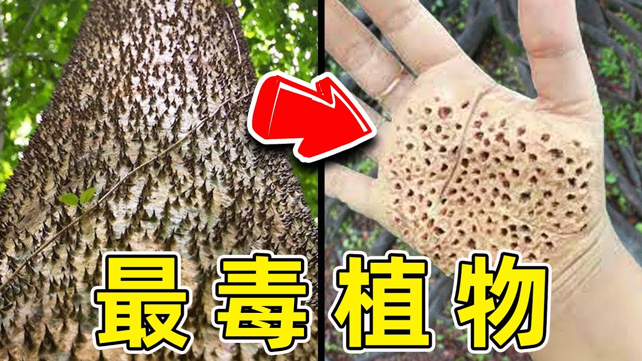 世界上最可怕的植物！輕輕碰一下，全身腐爛！|