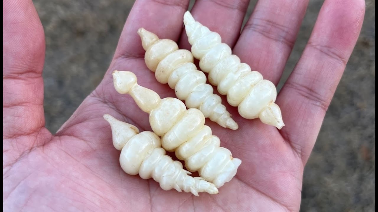 Planting Chinese Artichoke (Crosne) and Taste Test