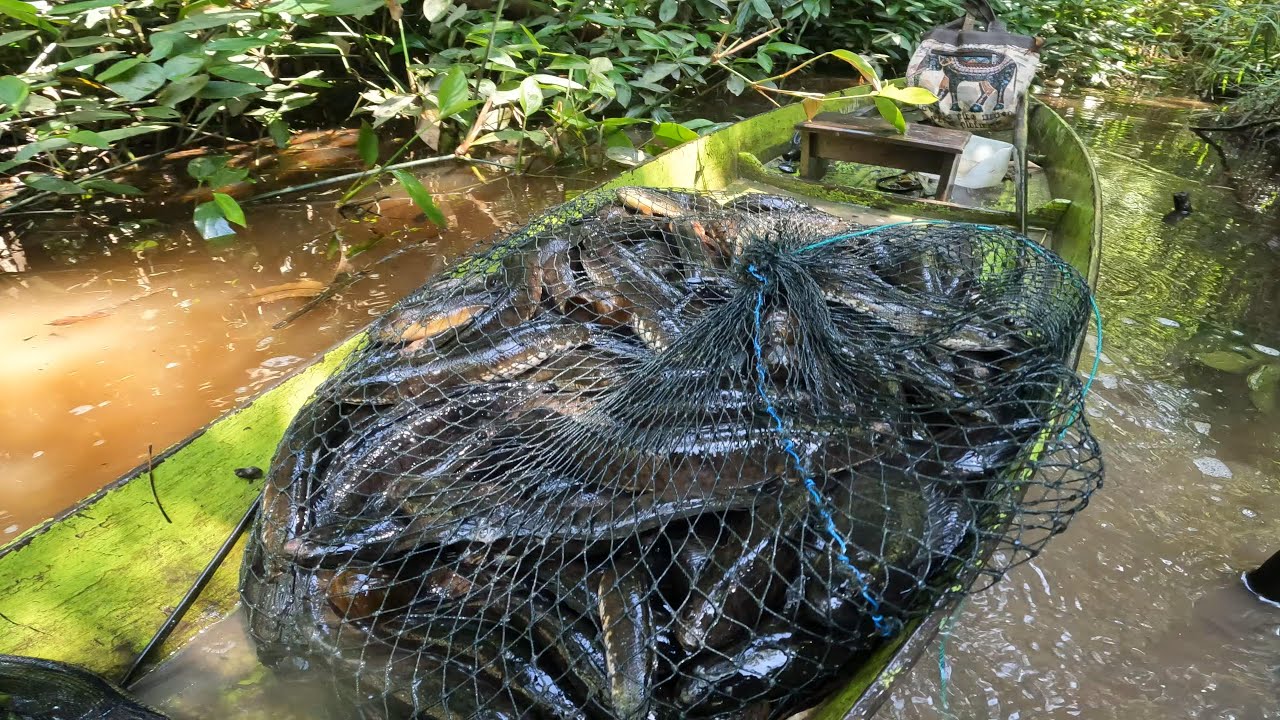 RAWA LUAR BIASA SURUT, IKAN TERDESAK SAMPAN TIDAK MUAT.. SAMPAI DUA KALI ANGKUT.. 🔥🔥