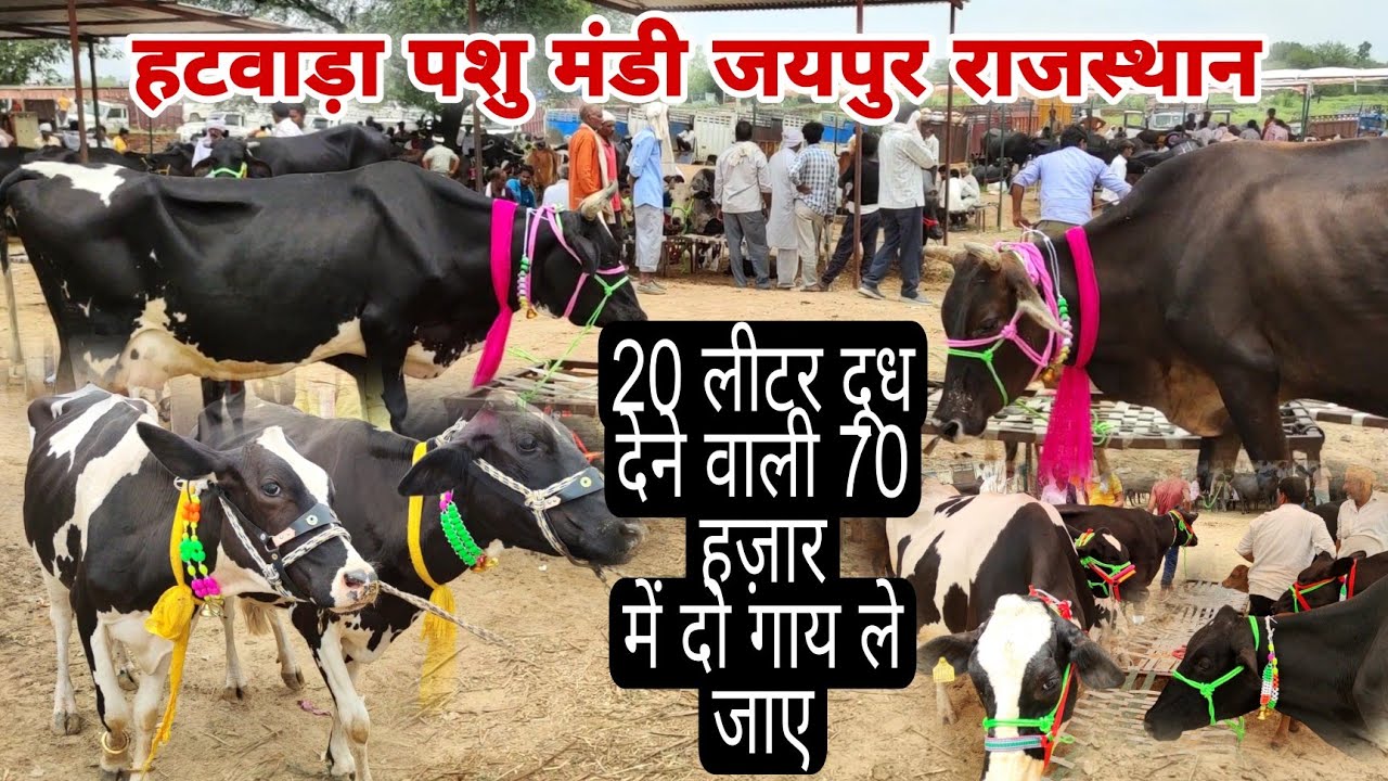 70 हज़ार में 20 लीटर दूध देने वाली दो गाय खरीदे हटवाड़ा पशु मंडी जयपुर राजस्थान से #hatwara #Jaipur