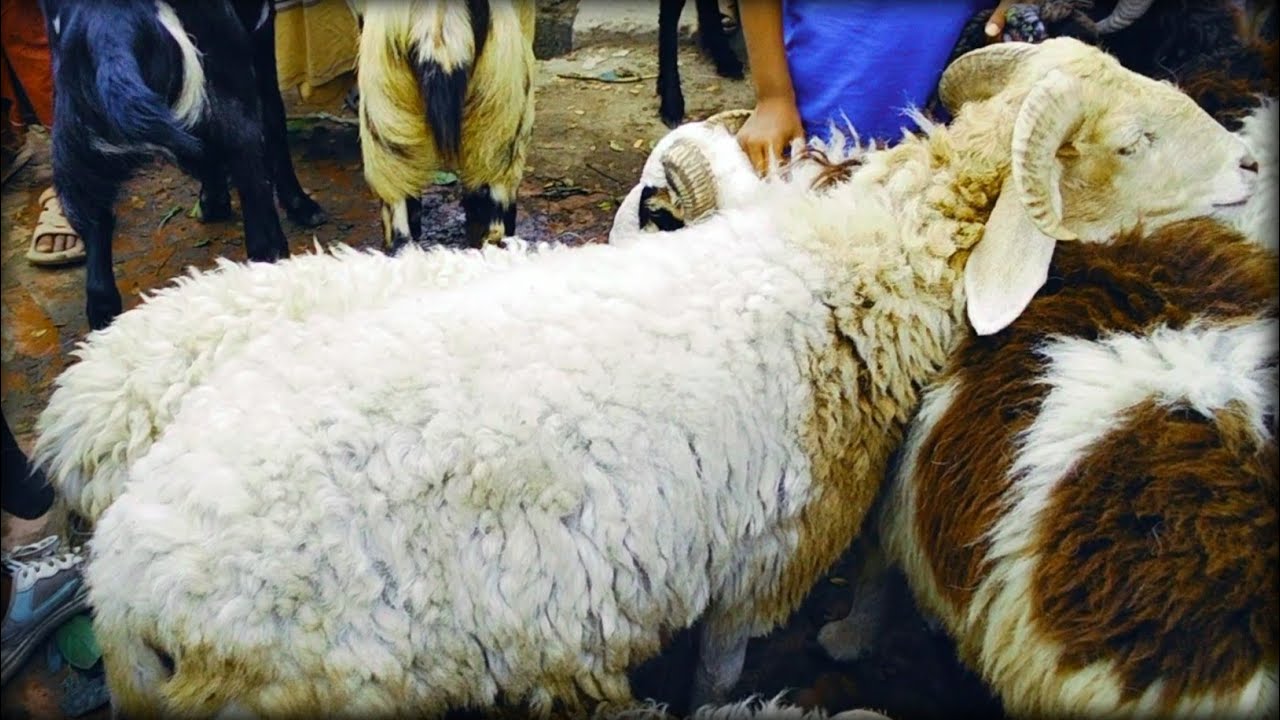 09/03/2026 মাত্র 20 হাজার টাকা গাড়ল এবং ভেড়া,,,,,,It is available at this market at a low price.