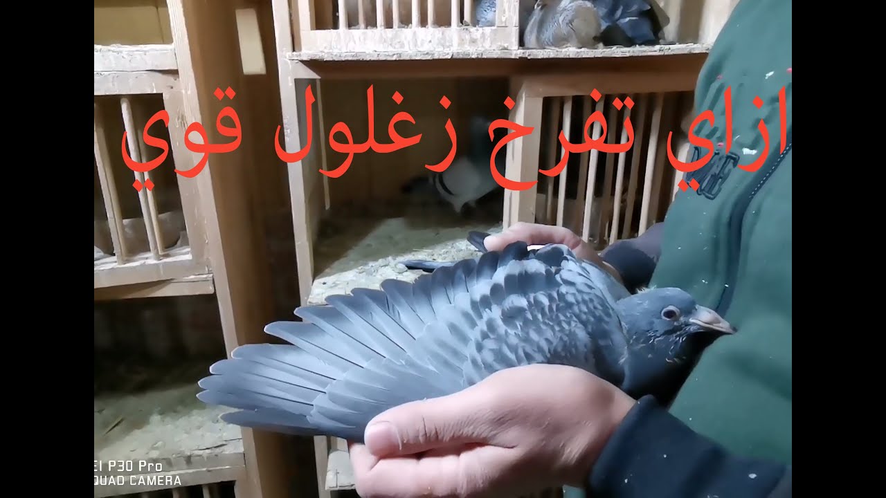 فرخ الزغاليل   غاوي الحمام الزاجل الحلقة 15