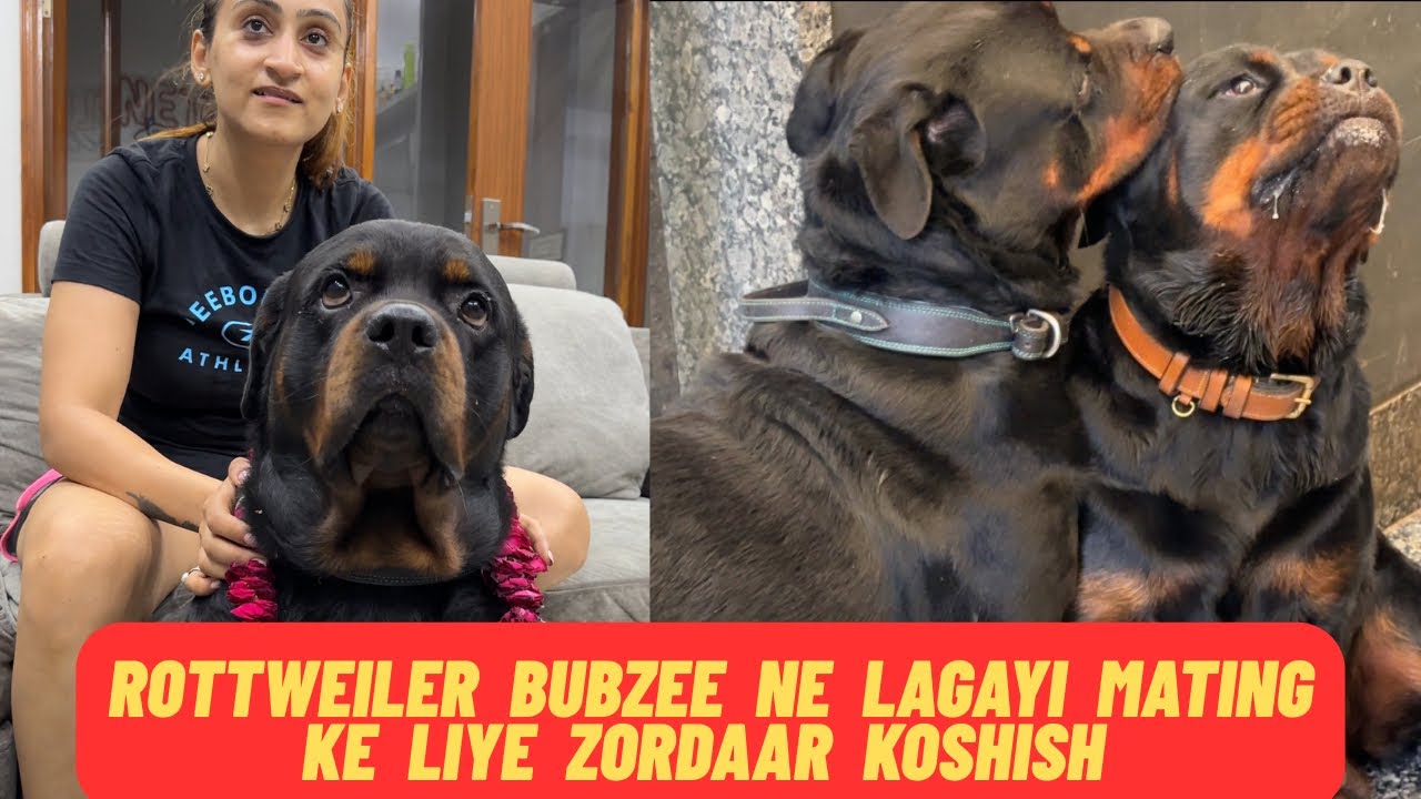 Rottweiler Bubzee Ne Aaj Lagaayi Mating Ke Liye Jordaar Koshish 