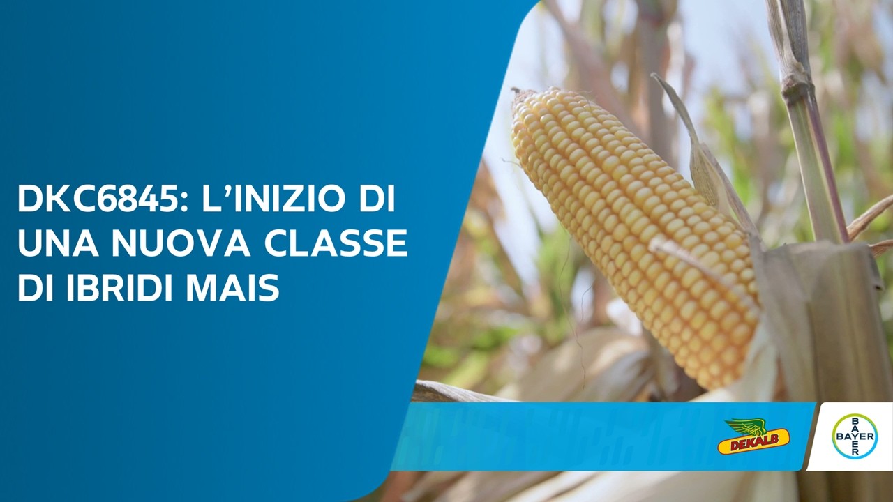 Bayer e il CREA in campo per parlare del nuovo ibrido DKC6845