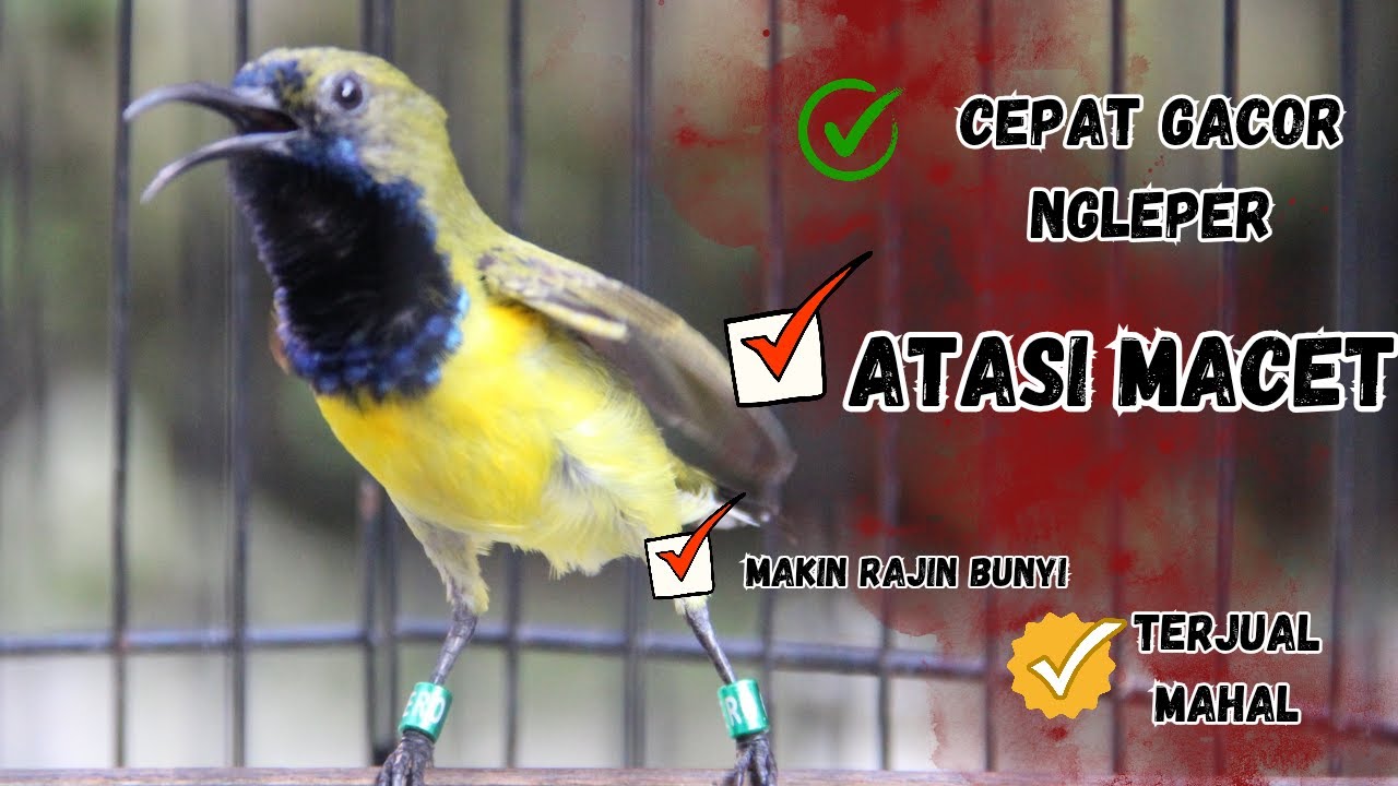 PANCINGAN SOGON GACOR ATASI SOGON TROTOL MACET LANGSUNG BUNYI PAGI SIANG MALAM part 46