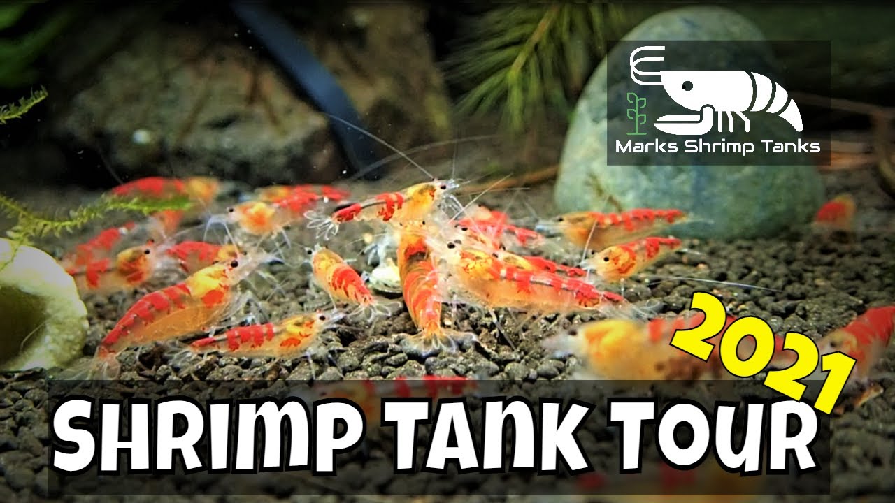 How To Upgrade Your Shrimp Room Setup For 2021