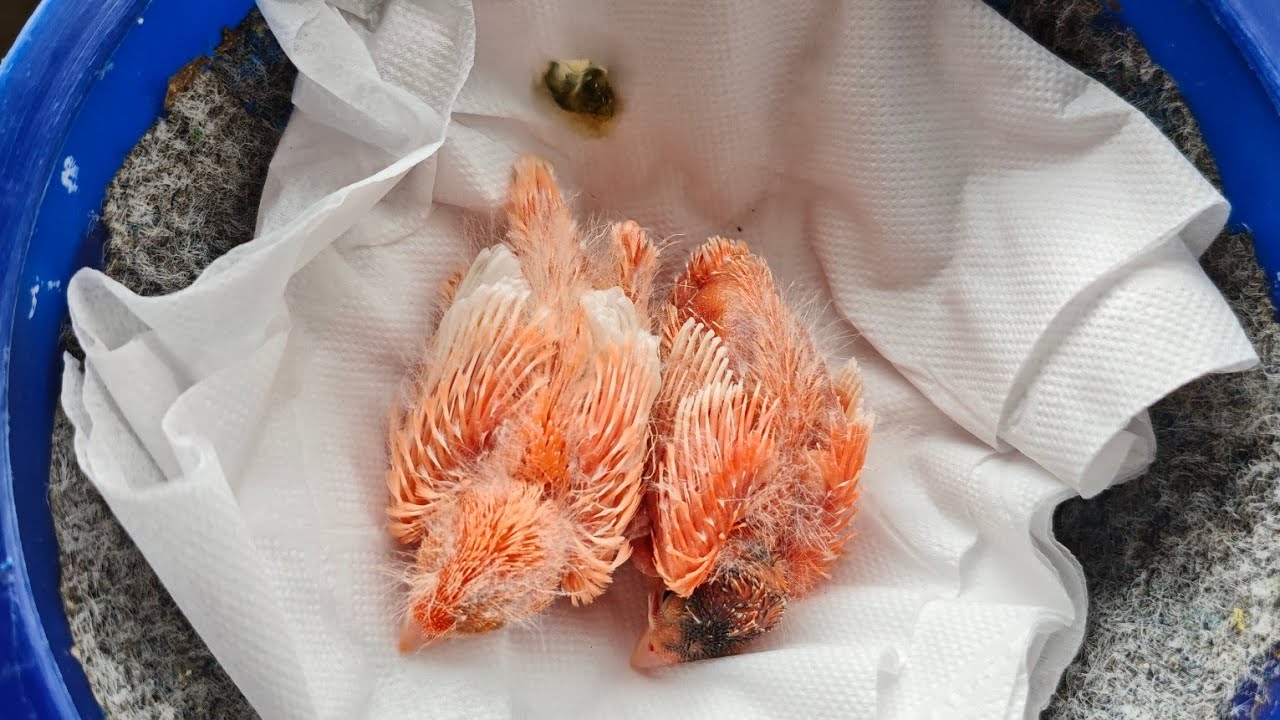 Os Últimos casais Reproduzindo 🐣❤️