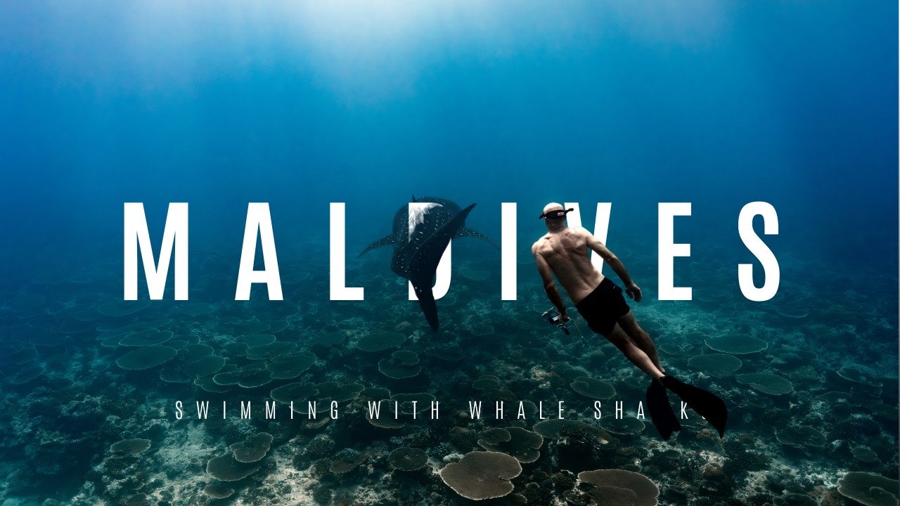 Swimming With Whale Sharks In The Maldives