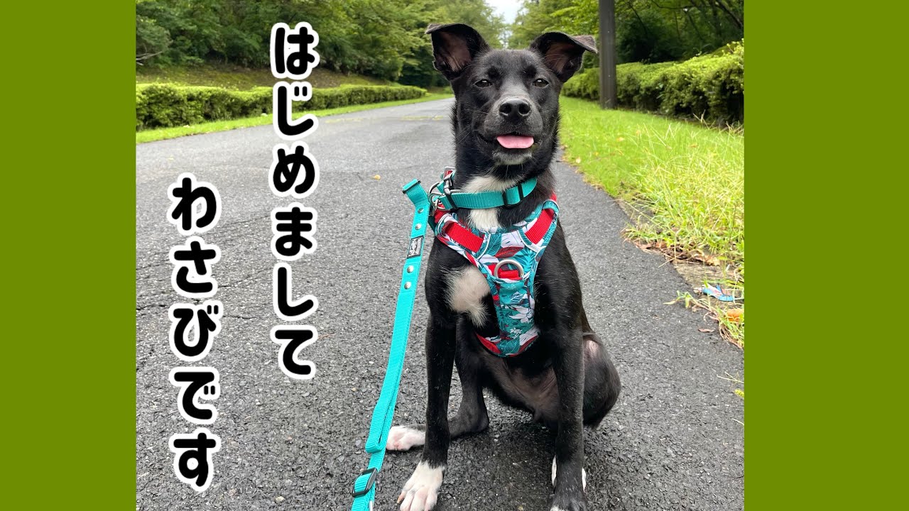 【1話】はじめましてわさびです