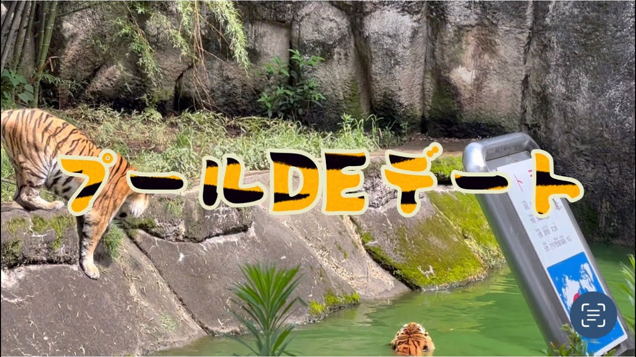 待っててね♡泳いで迎えに行くからw浜松市動物園のアムールトラペア🐯ローラ＆ソーン