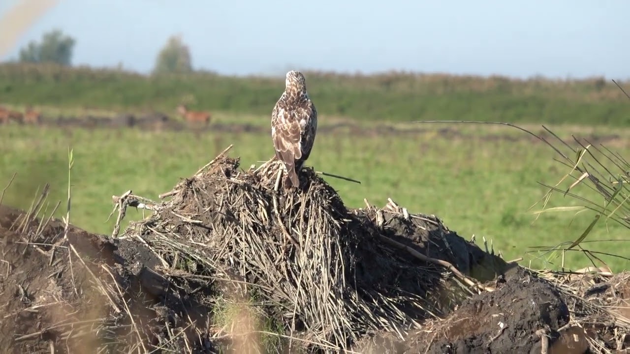 Edelherten, zeearenden en wilde paarden in de Oostvaardersplassen