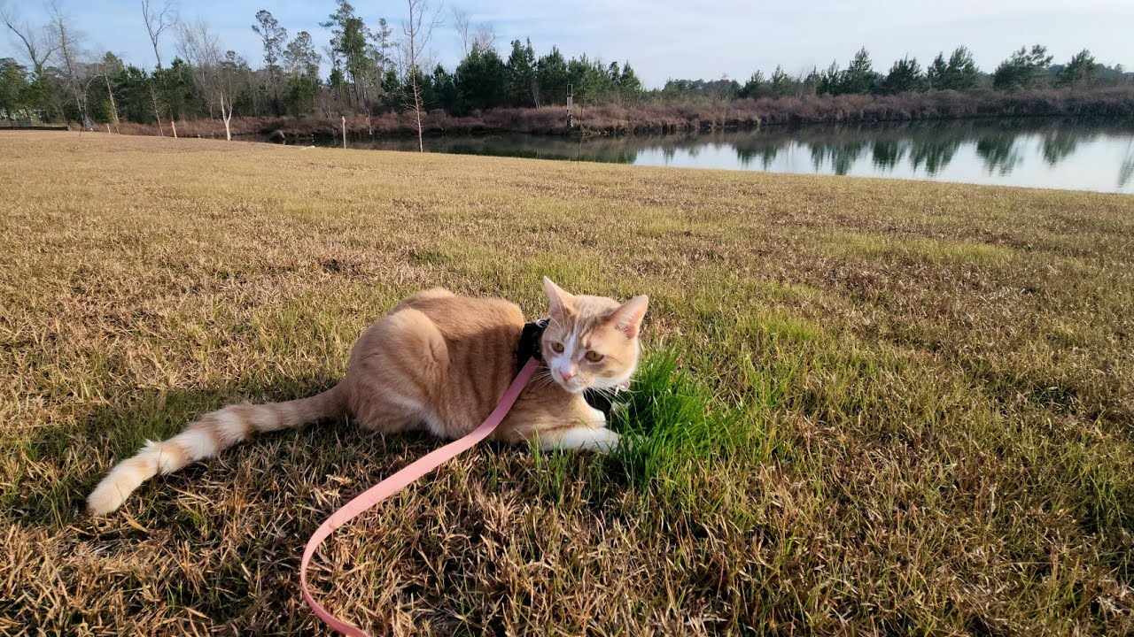 Purr-fect evening