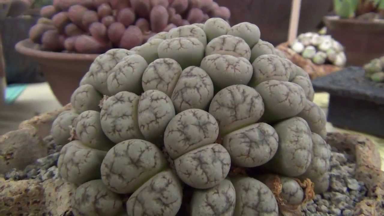 Intercity Cactus and Succulent Show 2013