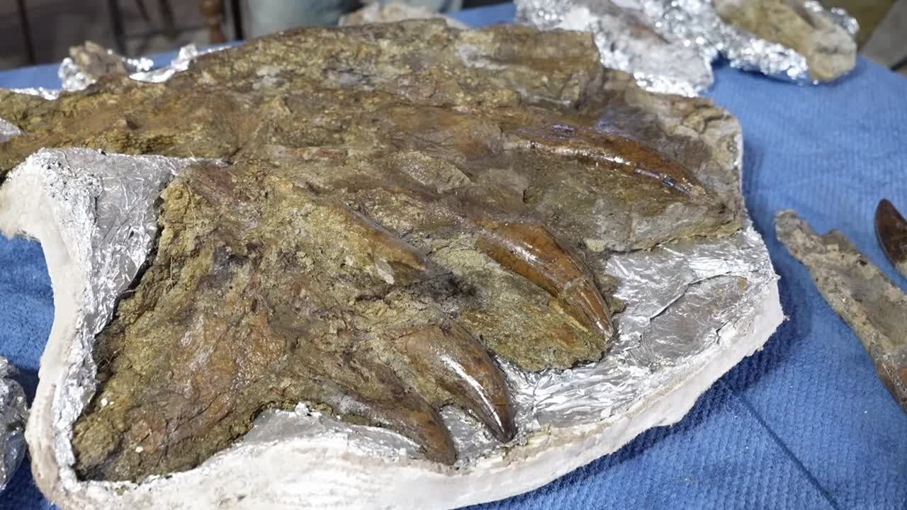 Montana rancher begins to excavate potentially record-setting T-Rex