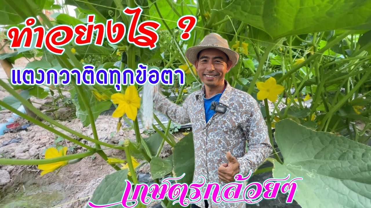 เทคนิคแตงกวา 23 วันลูกดกมากติดทุกข้อตา | เกษตรกล้วยๆ | เกษตรสร้างรายได้ | บ่าวยุทธพาจ้วด