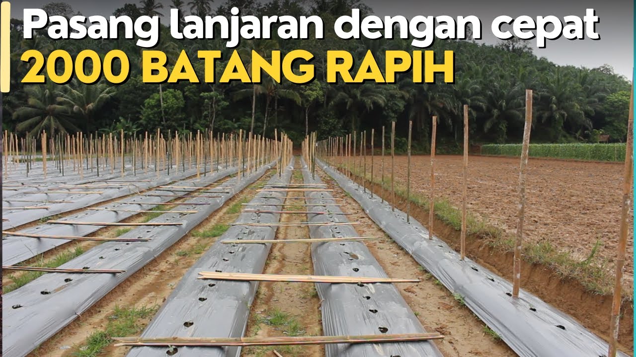 Tutorial / cara pemasangan lanjaran 2000 batang dengan cepat -- sebelum dipasang tali gawar