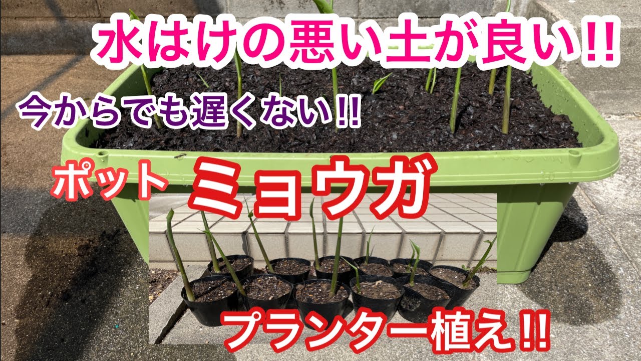 【ポットミョウガ栽培は初心者でも簡単】ポットミョウガをプランターに植え付ける ミョウガの土は水はけの悪い方が良い 家庭菜園