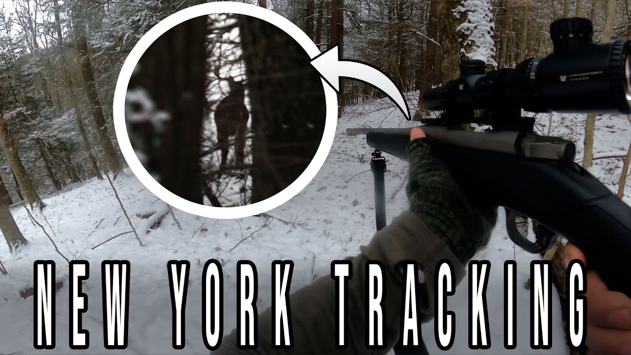 Tracking Deer with the Mossberg Patriot .308