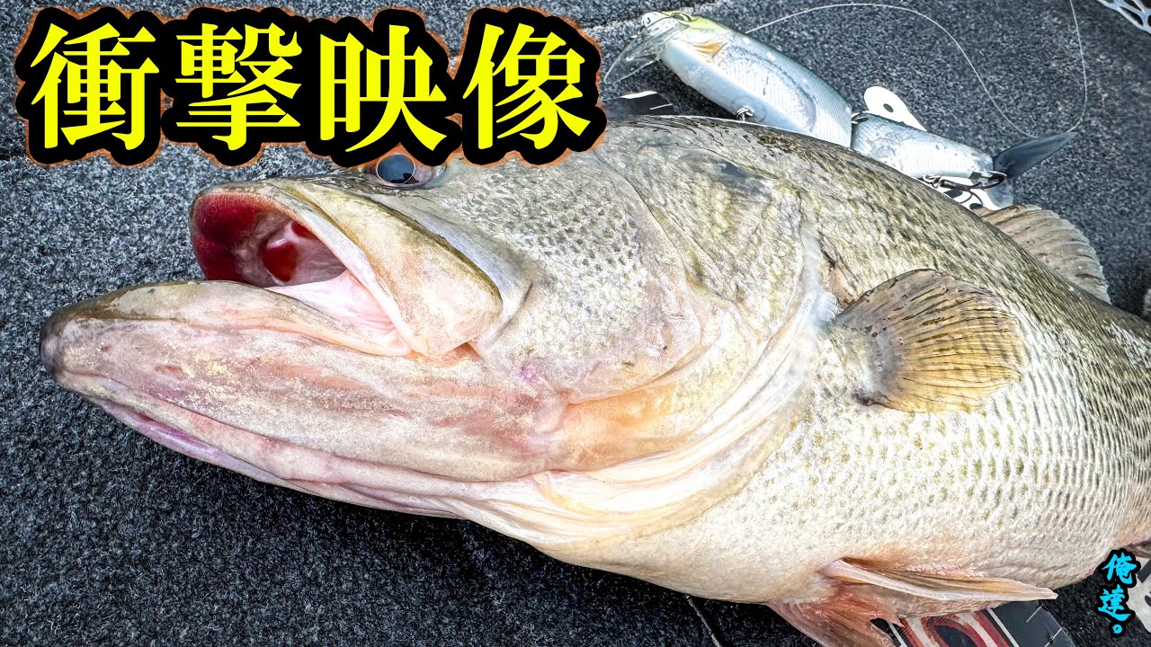 ロクマルしか釣れないタイミングでビッグベイト投げたらバケモン来た！