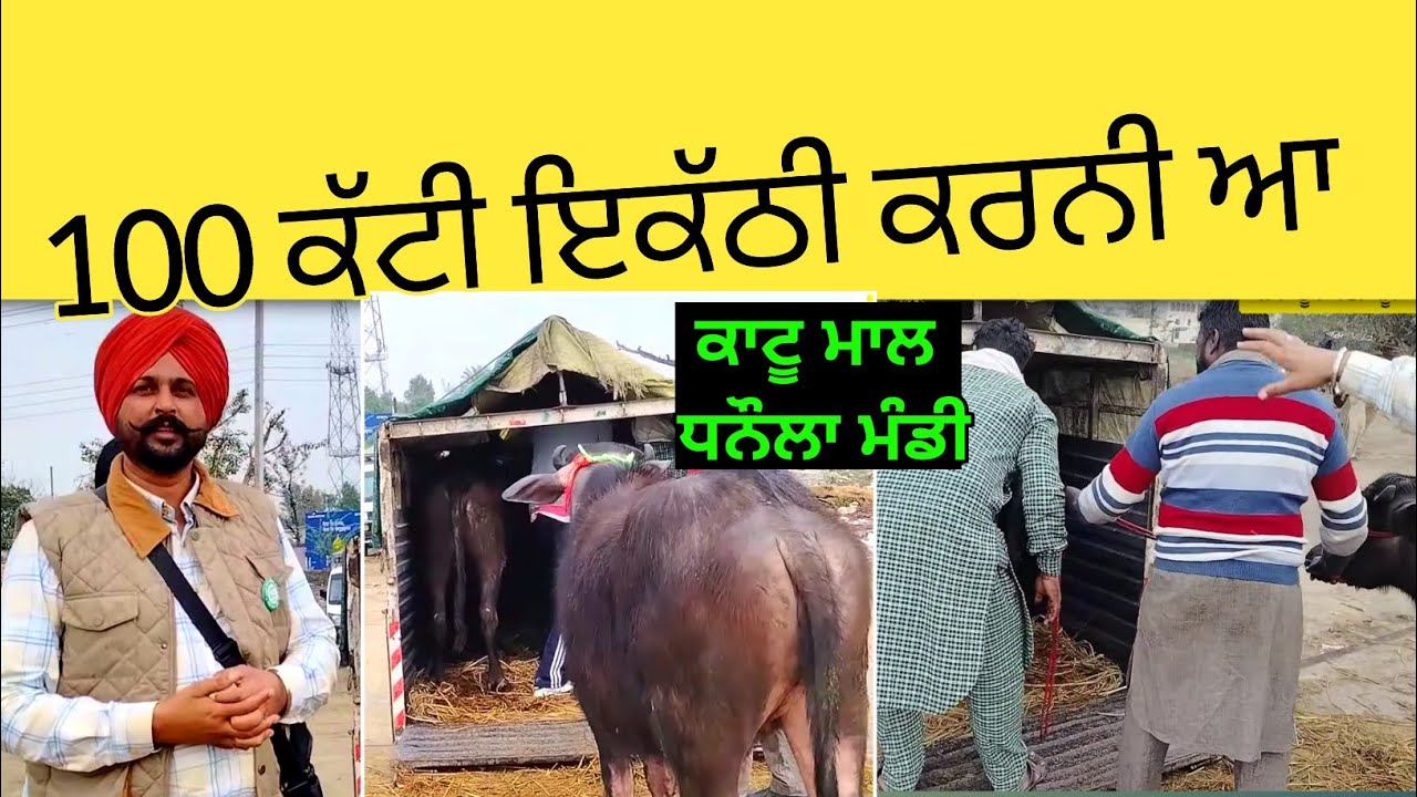 ਧਨੌਲਾ ਮੰਡੀ ਤੇ ਦੇਖੋ ਉਪਰਾਲਾ ਪਾਪ ਚੋਂ ਬਚਾਈਆਂ ਮਸੂਮ ਕੱਟੀਆਂ..........