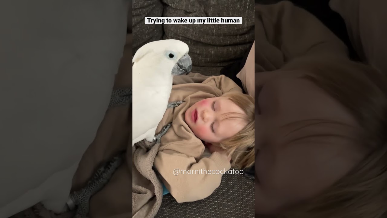 When Marni the Cockatoo wants to wake up his human brother R&eacute;mi. 👦