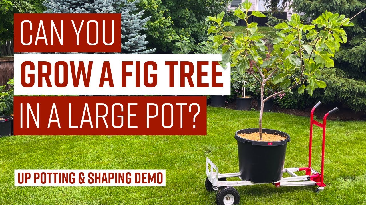 CAN YOU GROW A FIG TREE IN A LARGE POT // Up potting & shaping demo // GO BIG&hellip; or go home! #figs