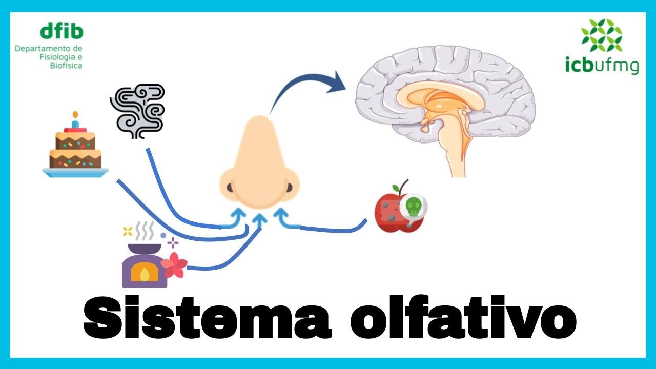 Sentidos Especiais: Olfativo