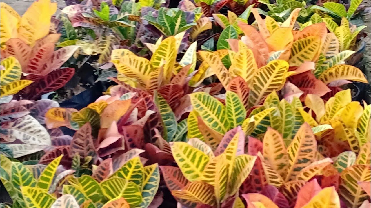 How to take care of Garden Crotons - Indoor and outdoor
