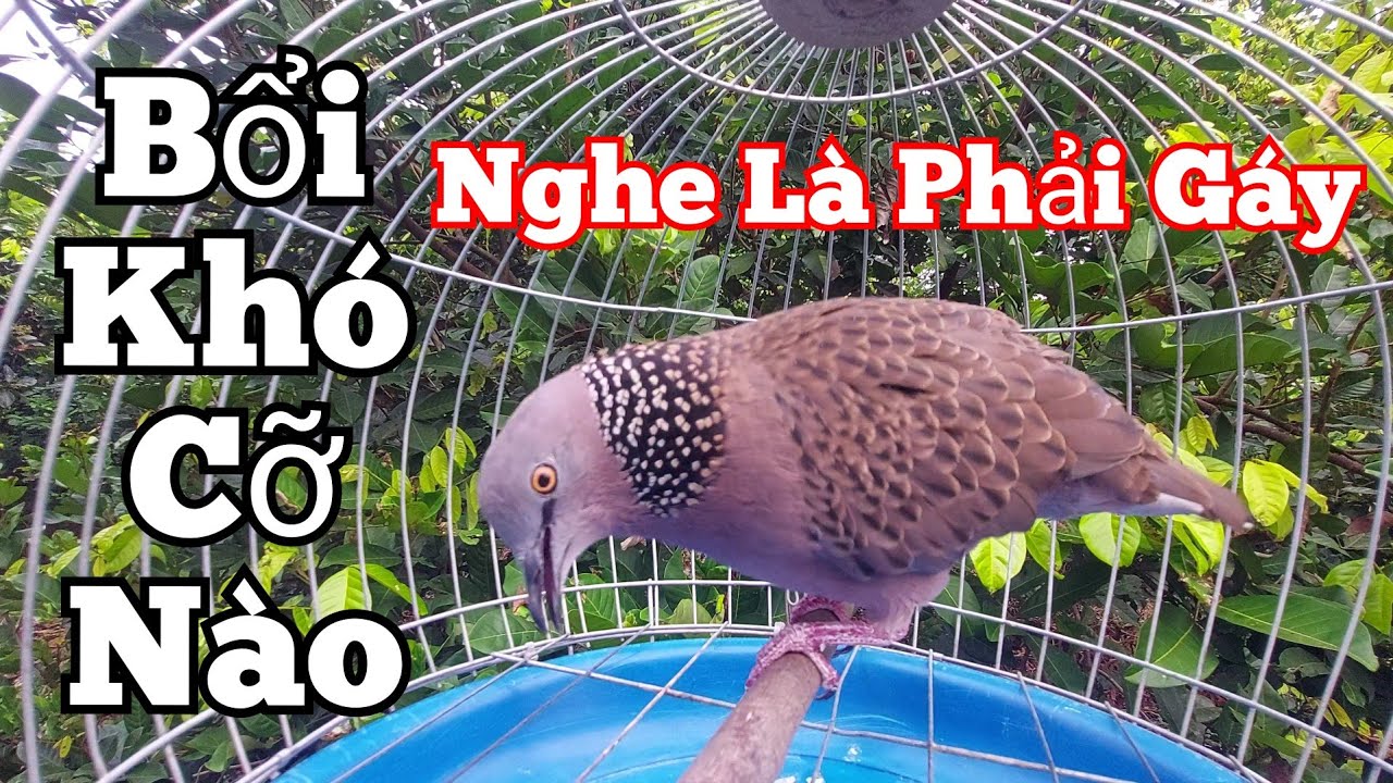 Chim cu gáy kích bổi - Cu gáy mồi cây gáy [ GÙ THÚC GỌI ] kích bổi nhanh gáy mau nổi #cugáy19