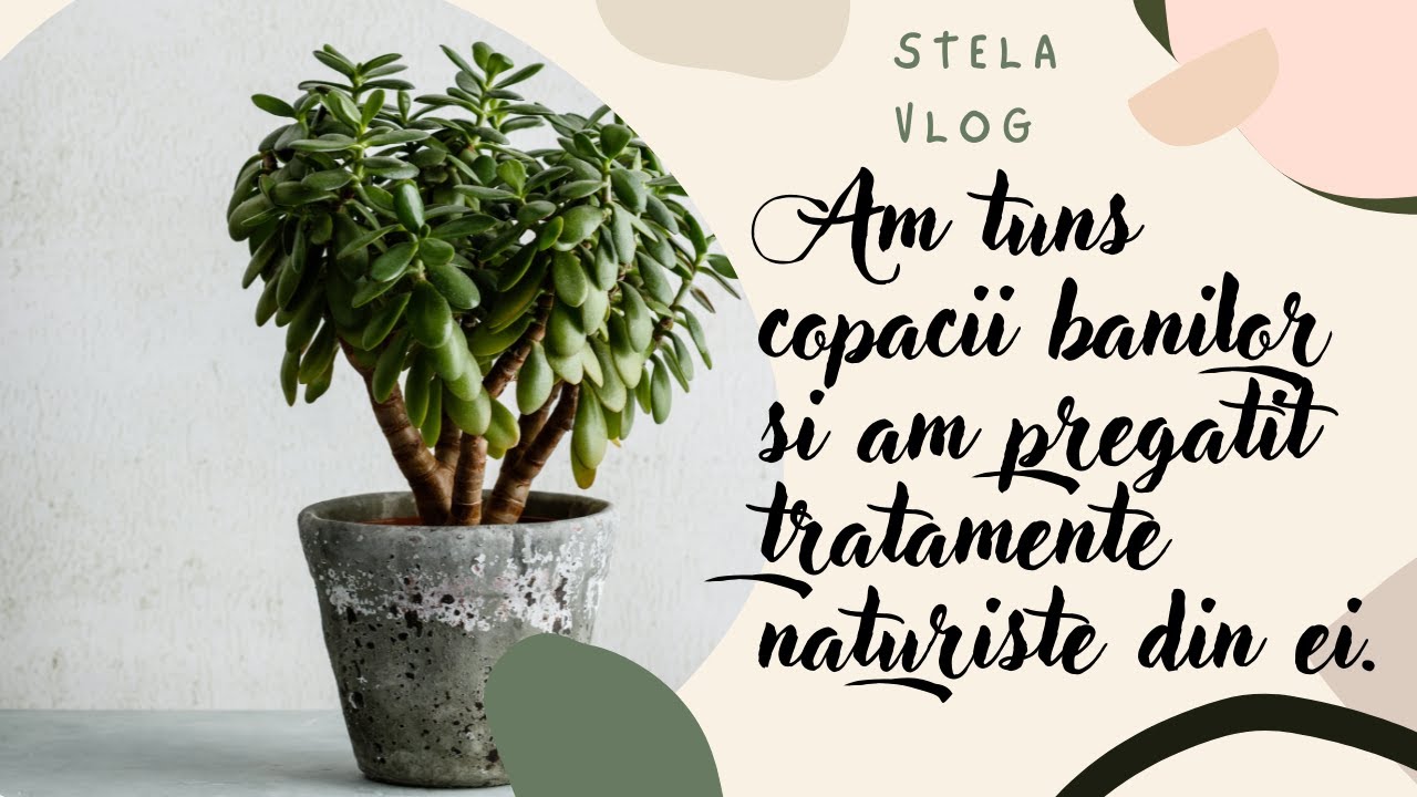 Am tuns copacii banilor si am pregatit tratamente naturiste din ei.