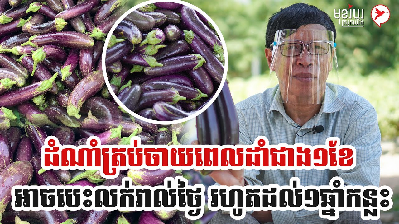 ដំណាំត្រប់ចាយពេលដាំជាង១ខែ អាចបេះលក់រាល់ថ្ងៃ រហូតដល់១ឆ្នាំកន្លះ | មុខរបរស្រុកយើង