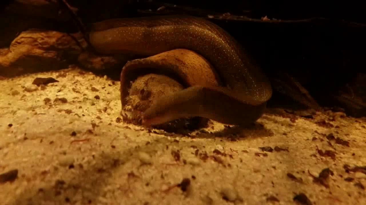 Allenbatrachus grunniens, Gymnothorax tile, Mastacembelus armatus favus