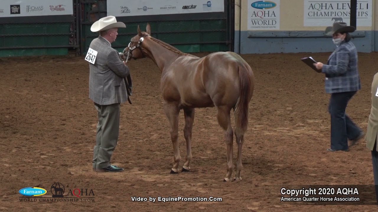 2020 AQHA Weanling Colts