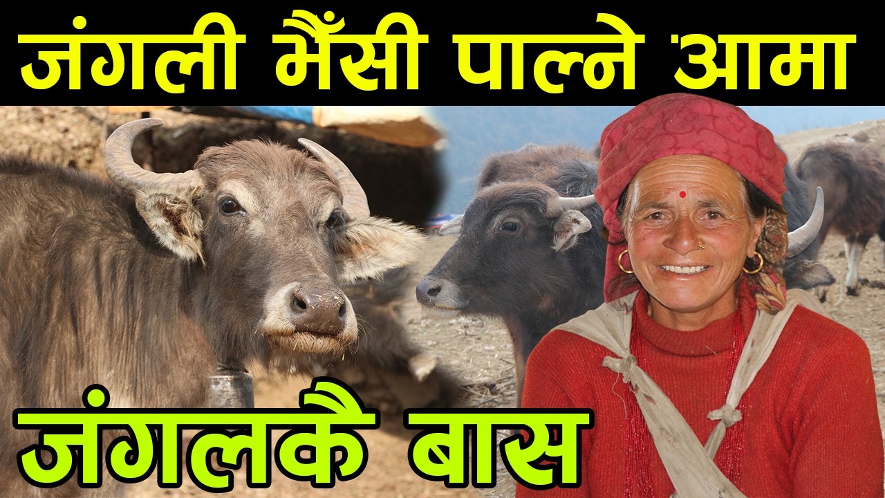 जंगली भैँसी पाल्न बच्चैदेखि जंगल पसेकी आमा भन्छिन्, 'जिन्दगी जंगलमै बित्यो' ||kiranpaudel
