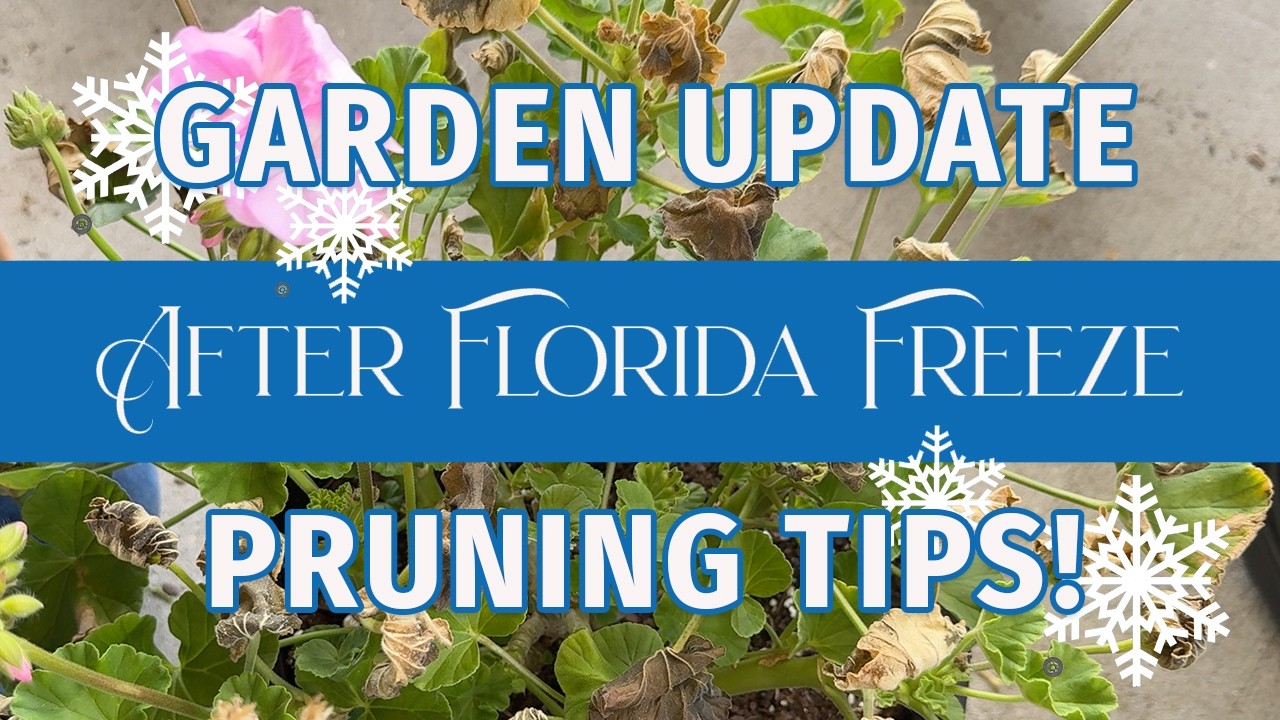 Garden update after the freeze here in Central Florida. Get pruning tips! Thank you for watching. ❤️