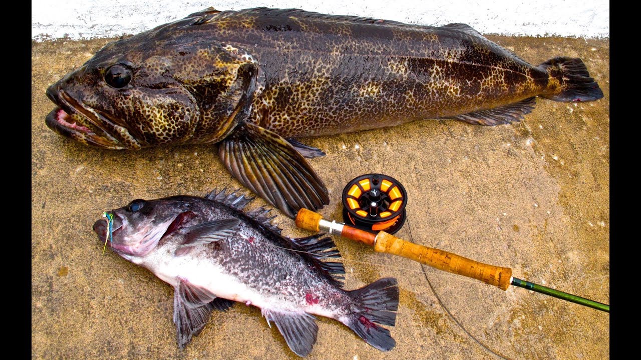 Ocean Stories - Fly Fishing LIngcod