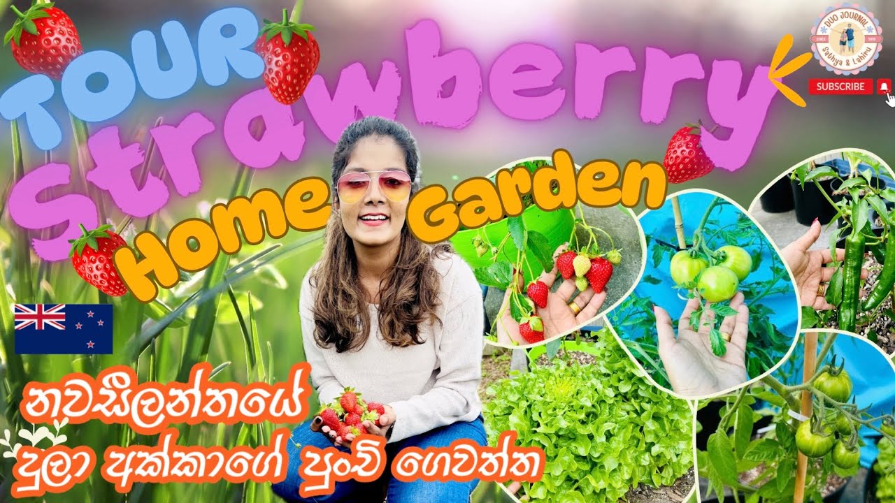 සති 2න් ස්ට්‍රෝබෙරි හදන හොඳම පොහොර 2 🍓 | ප්ලාස්ටික් පෝච්චි වල ගෙදර වවමු | 🍅🍓🥬