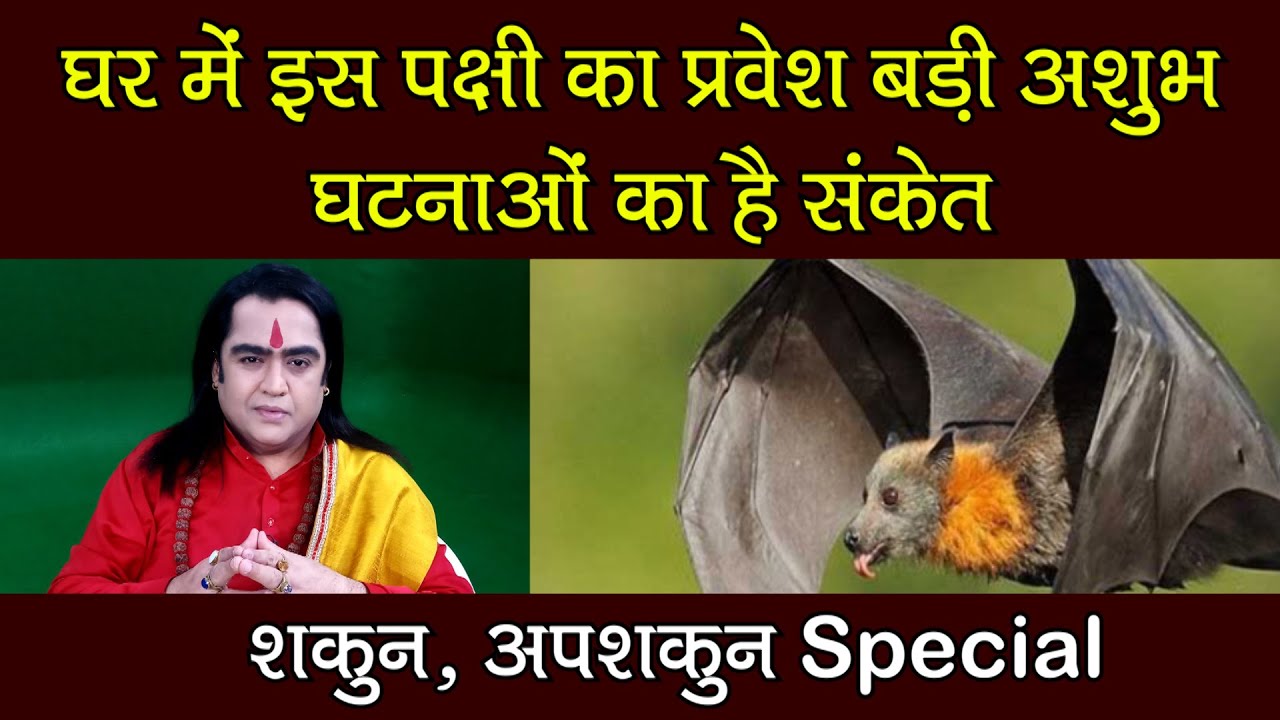 घर में इस पक्षी का प्रवेश, बड़ी अशुभ घटनाओं का है संकेत | Shakun-Apshakun| Kamal Nandlal