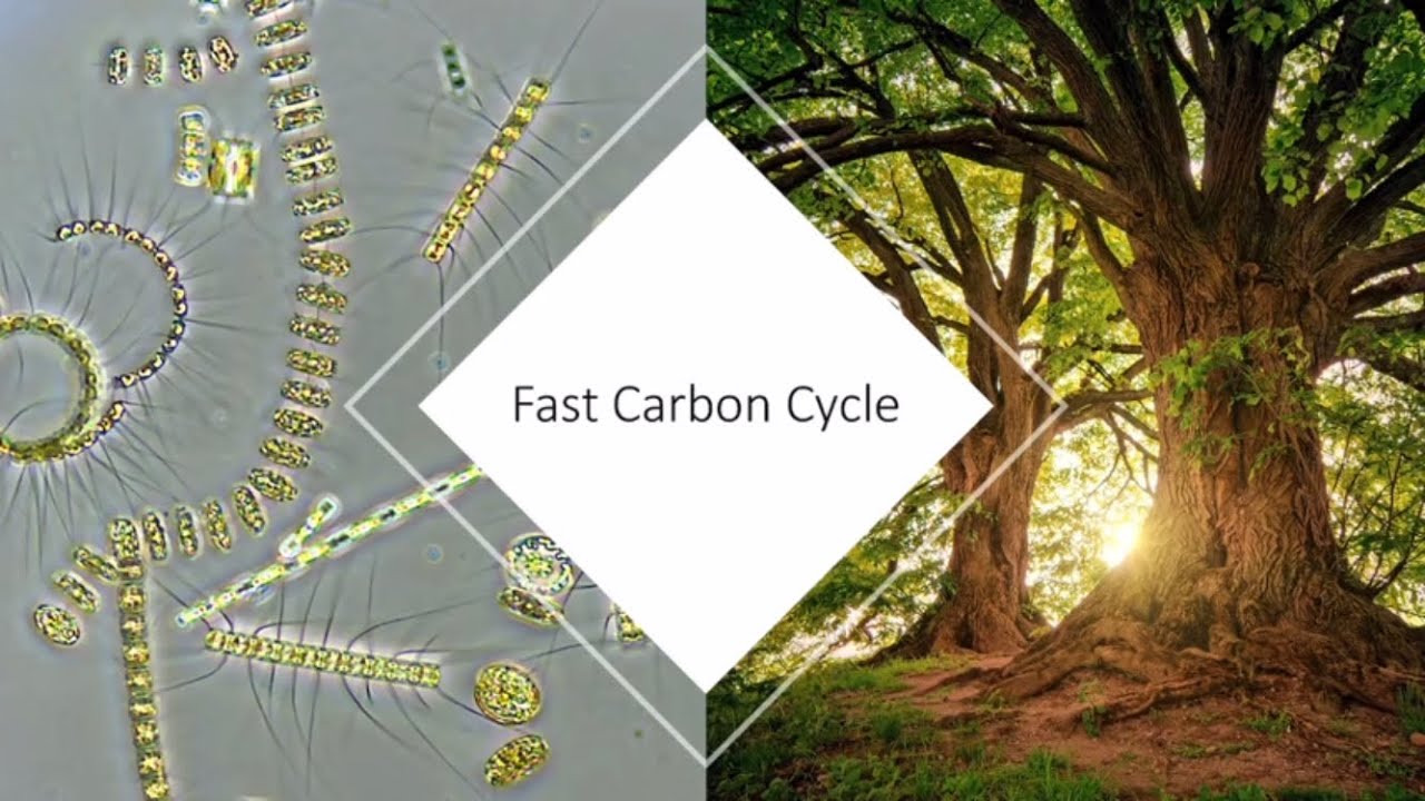 Fast Carbon Cycle (A-Level Geography)