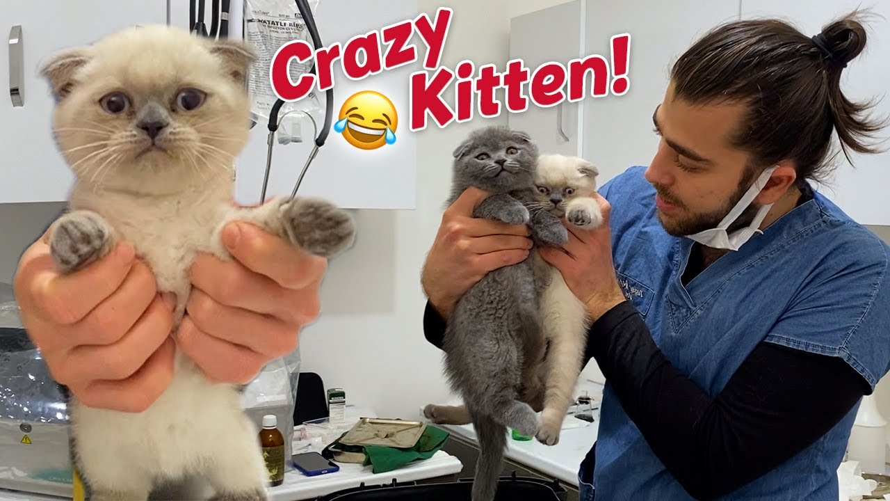 Озорные шотландские вислоухие котята, братья и сестры! 😍 
